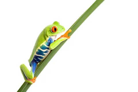 Cute frog on leaf isolated white Foto stock