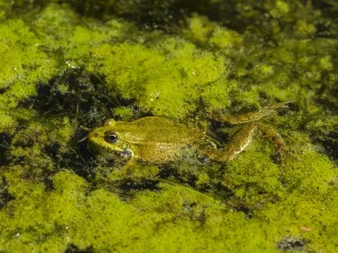 A cute frog in the nature Stock Photos