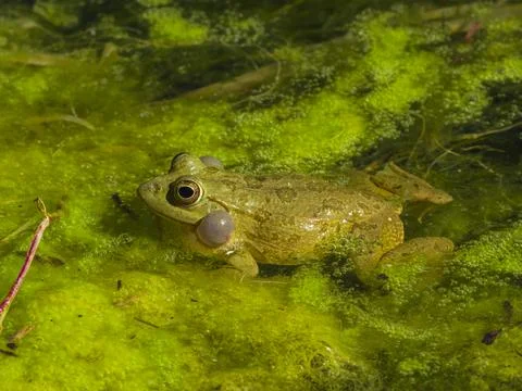A cute frog in the nature Stock Photos
