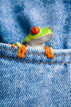 Cute frog in pocket Foto stock