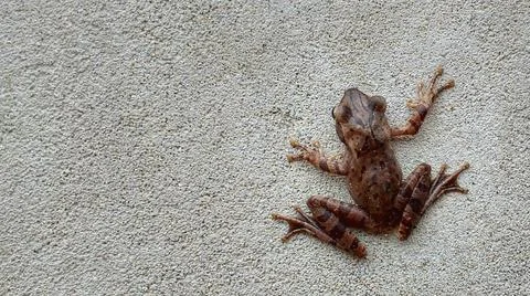 Cute Frog On Wall 库存照片