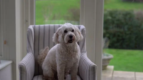 Cute fun cockapoo dog sitting in a chair in home interior. 4k pet footage Stock Footage 170688759
