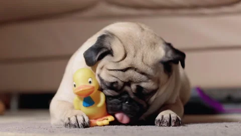 Cute fun dog, pug  playing with a toy duck. Chewing, gnawing Stock-Footage 86607749