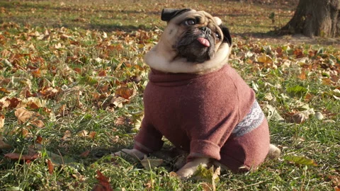 Cute fun pug dog dressed in a sweater sitting, looking at its owner Video stock 100156907