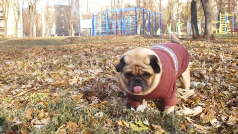 Cute fun pug dog dressed in a sweater walking at sunny autumn park Video stock 100158428
