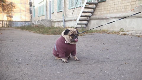 Cute fun pug dog dressed in a sweater sitting alone, not free on a leash Stock Footage 100158713