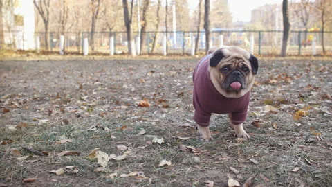Cute fun pug dog dressed in a sweater walking at sunny autumn park Stock Footage 100162117
