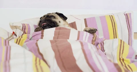 Cute fun pug dog sleeping deep, relaxing under blanket. Laziness concept 스톡 동영상 114462882
