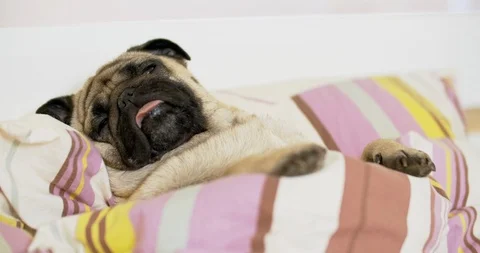Cute fun pug dog sleeping, relaxing under blanket on the pillow on his back. Stock Footage 114463154