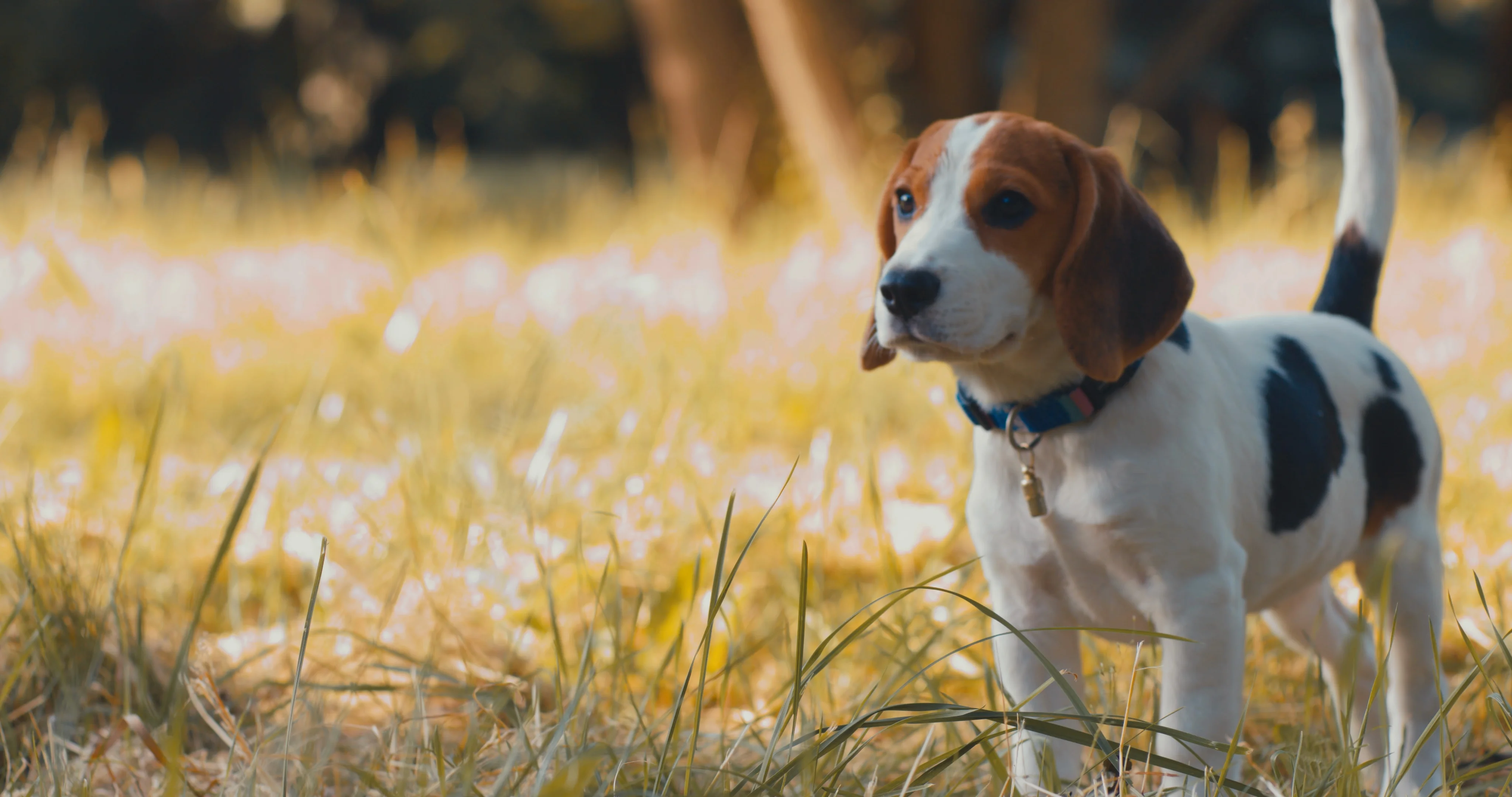 3 month sale old beagle