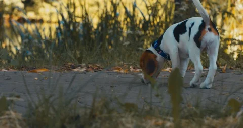 Cute funny months old Beagle puppy Stock Video Pond5