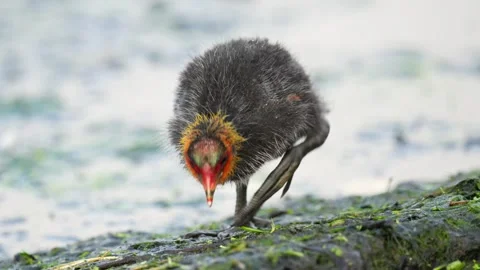 Cute funny baby coot bird with very big Stock Video Pond5