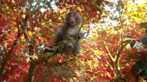 Cute funny baby monkey in a tree, Japanese macaque on a tree in autumn, wildlife Stock Footage 221005058