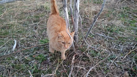 Cute funny cat Video stock 331467468