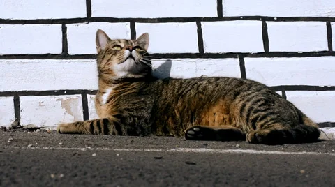 Cute funny cat playing Stock Footage 35549697