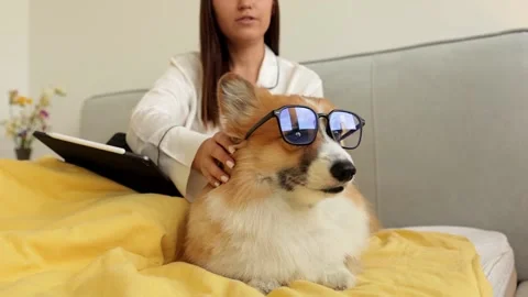 cute funny corgi with glasses with Stock Video Pond5