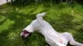 Cute Funny Dog Lying in the Grass. Slow Motion. HD Footage