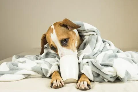 Cute funny dog posing in bed with plaid and cup Stock Photos