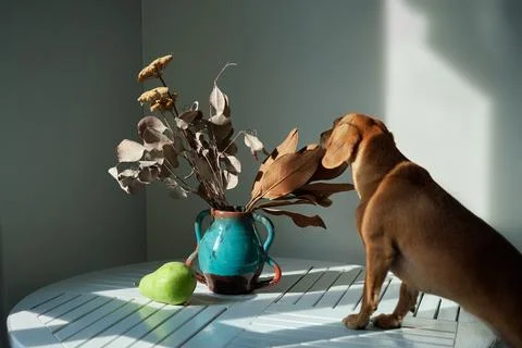 Cute funny dog at table in kitchen, dachshund looking for food funny kawai puppy Stock-Fotos