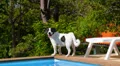 Cute Funny Dog Walking along the Swimming Pool. Sunny Summer Day. Picturesque HD Footage