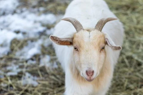 Cute funny dwarf goat looking at camera. Beautiful farm animal at petting zoo Stock Photos