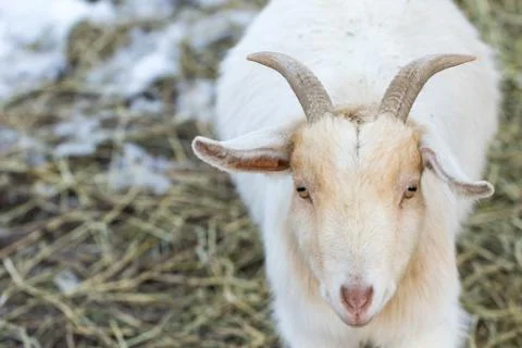 Cute funny dwarf goat looking at camera. Beautiful farm animal at petting zoo Stock Photos