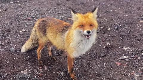 Cute funny fox looks at the camera. Fox in the wild. Stock Footage 274688493