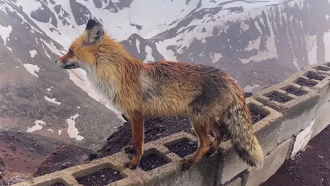 Cute funny fox looks at the camera. Fox in the wild. Stock Footage 274693932
