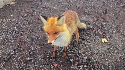 Cute funny fox looks at the camera. Fox in the wild. 스톡 동영상 276235189