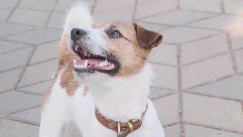 Cute funny friendly small jack russell terrier Stock Footage 186054757