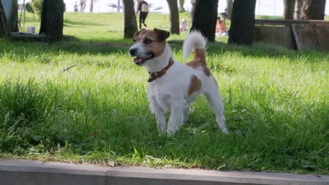 Cute funny friendly small jack russell terrier Stock Footage 186055418