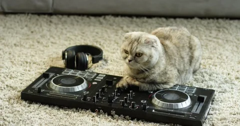 DJ Cat  Funny Animal Images