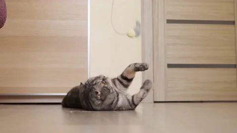 Cute funny gray scottish fold cat plays with a toy Stock Footage 150350093