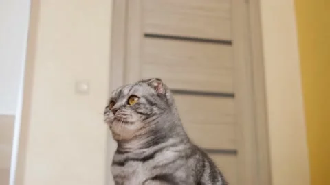 Cute funny gray scottish fold cat plays with a toy Stock Footage 150350168