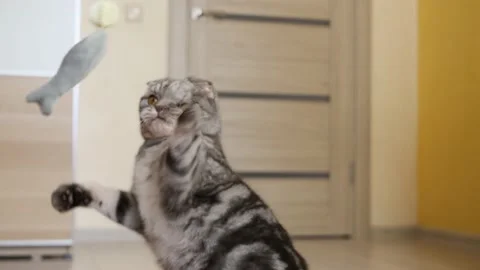 Cute funny gray scottish fold cat plays with a toy Stock Footage 150350208
