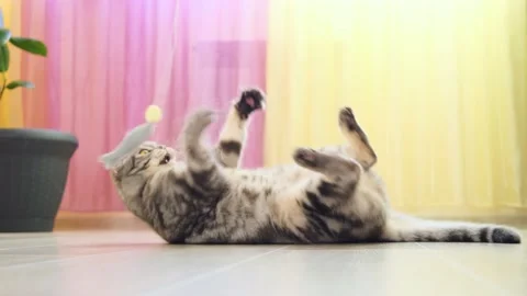Cute funny gray scottish fold cat plays with a toy Stock Footage 150359310