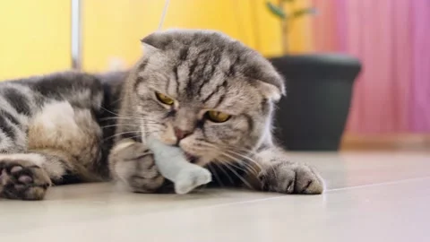 Cute funny gray scottish fold cat plays with a toy Stock Footage 150359378