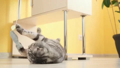 Cute funny gray scottish fold cat plays with a toy Stock Footage 150359430