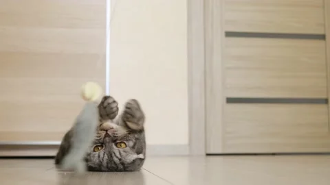 Cute funny gray scottish fold cat plays with a toy on a string in the room. Stock Footage 150445867