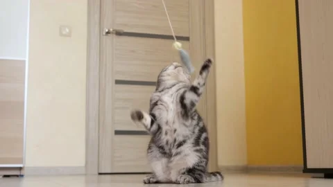 Cute funny gray scottish fold cat plays with a toy on a string in the room. Stock Footage 150445964
