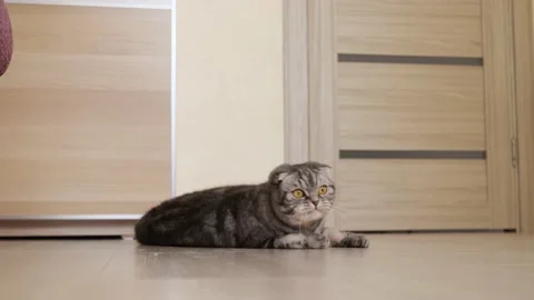 Cute funny gray scottish fold cat plays with a toy on a string in the room. Stock Footage 150445987