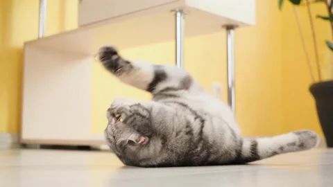 Cute funny gray scottish fold cat plays with a toy on a string in the room. Stock Footage 150446000