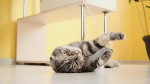 Cute funny gray scottish fold cat plays with a toy on a string in the room. Stock Footage 150446018