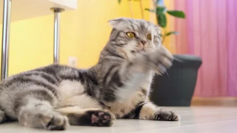 Cute funny gray scottish fold cat plays with a toy on a string in the room. Stock Footage 150446029