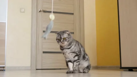 Cute funny gray scottish fold cat plays with a toy on a string in the room. Stock Footage 150446077