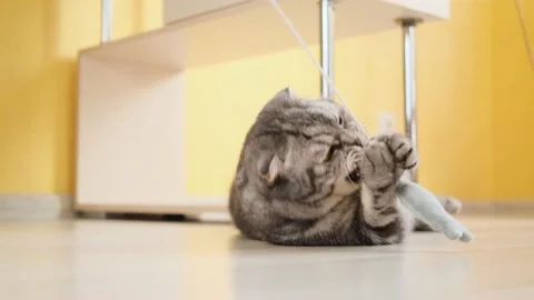 Cute funny gray scottish fold cat plays with a toy on a string in the room. Stock Footage 150569387