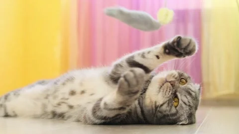 Cute funny gray scottish fold cat plays with a toy on a string in the room. Stock Footage 150569414