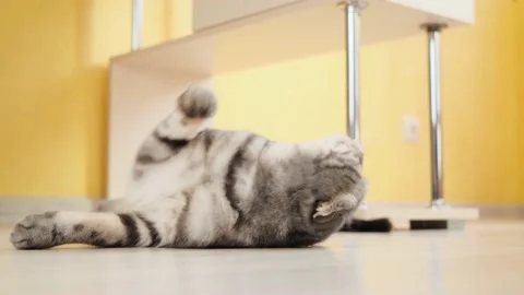 Cute funny gray scottish fold cat plays with a toy on a string in the room. Stock Footage 150569666