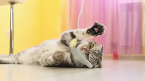 Cute funny gray scottish fold cat plays with a toy on a string in the room. Stock Footage 150569692