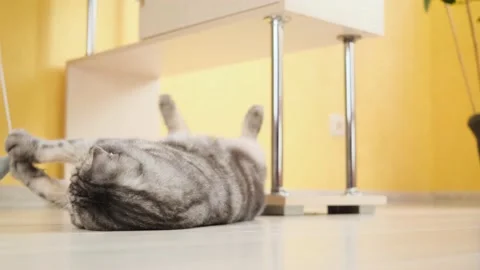 Cute funny gray scottish fold cat plays with a toy on a string in the room. Stock Footage 150699945
